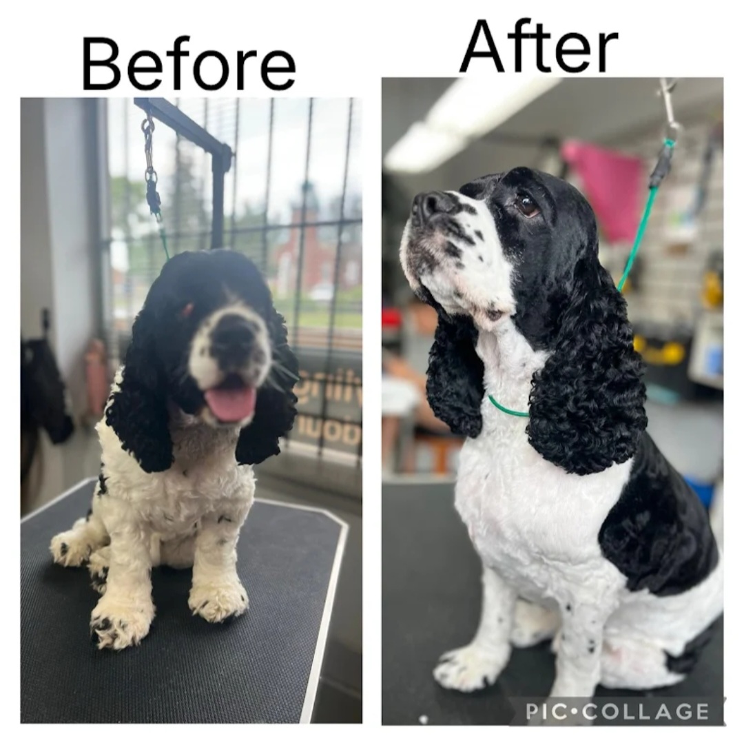 Before and after grooming transformation of a Cocker Spaniel