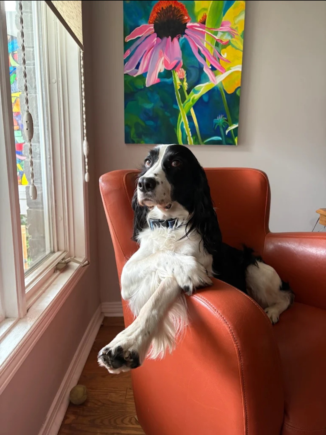 English Springer Spaniel relaxing in the Fluff & Buff waiting area